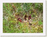 Pitcher Plants at The Bog, Cabot Trail, Cape Breton * 2592 x 1944 * (2.59MB)